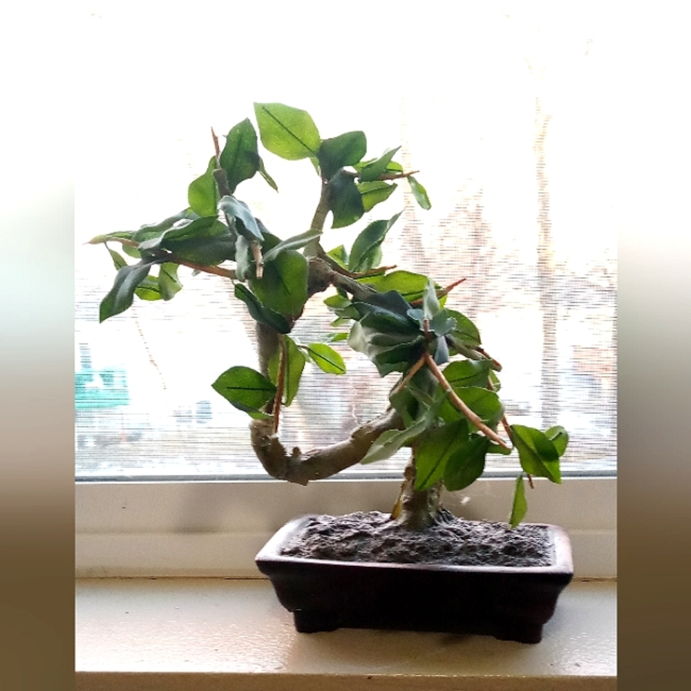 Fake Bonsai Plant